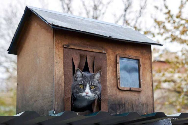 Comment faire une cabane pour chat l'hiver