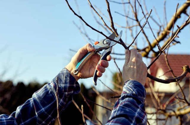 Comment tailler un arbre fruitier jeune