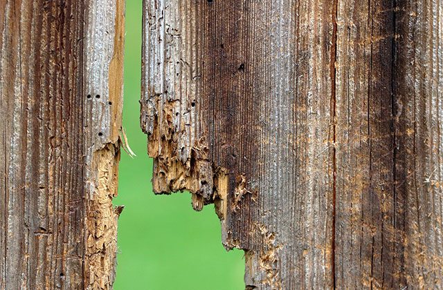 Comment empêcher le bois de pourrir