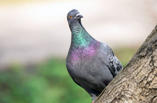 Comment fabriquer un mat à pigeon soi même